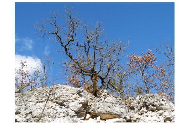 Annexe chêne et roche.jpg