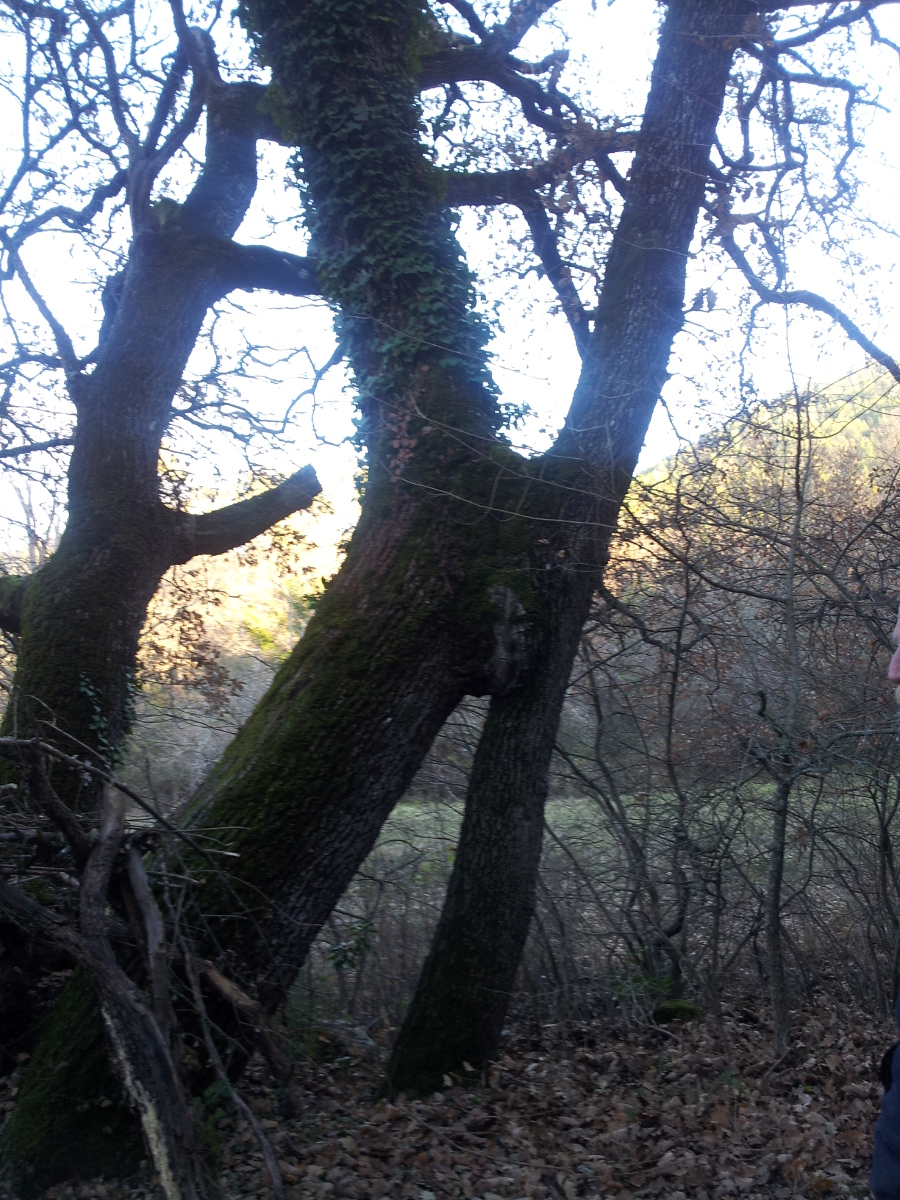 Annexe Lequel sest rapproché le premier?.jpg