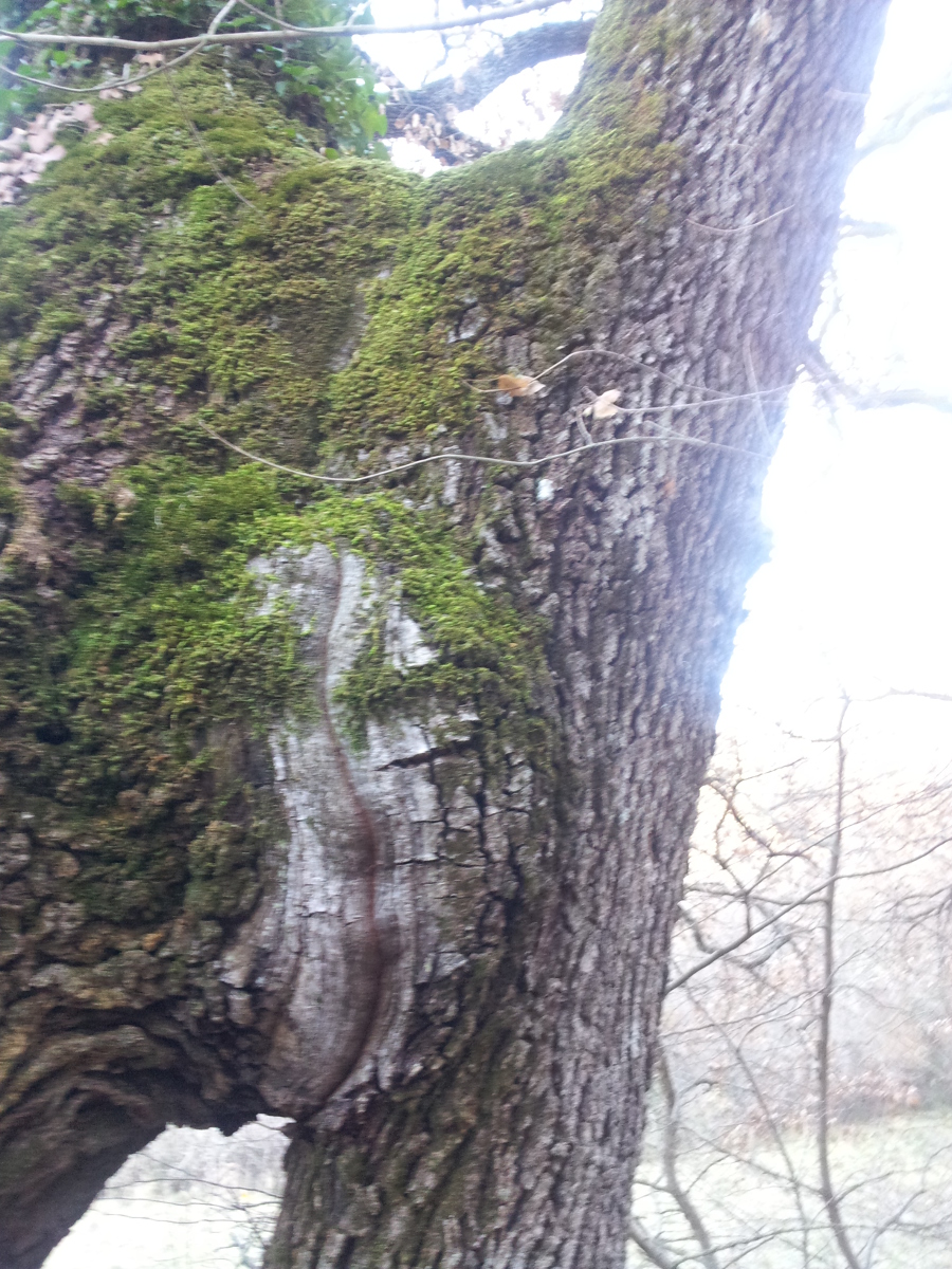 Annexe Un lien très fort!.jpg