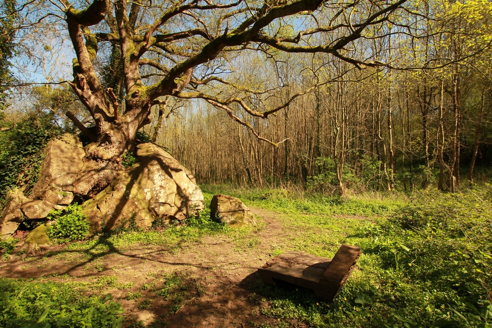 Annexe ArbreJPG réduite.jpg