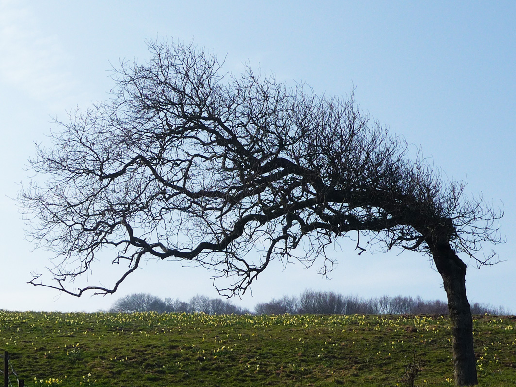 Annexe arbre normand.jpg