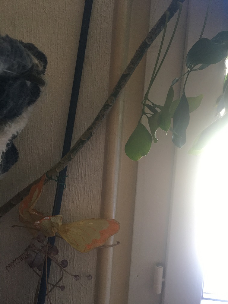 Annexe Schleffera.jpg