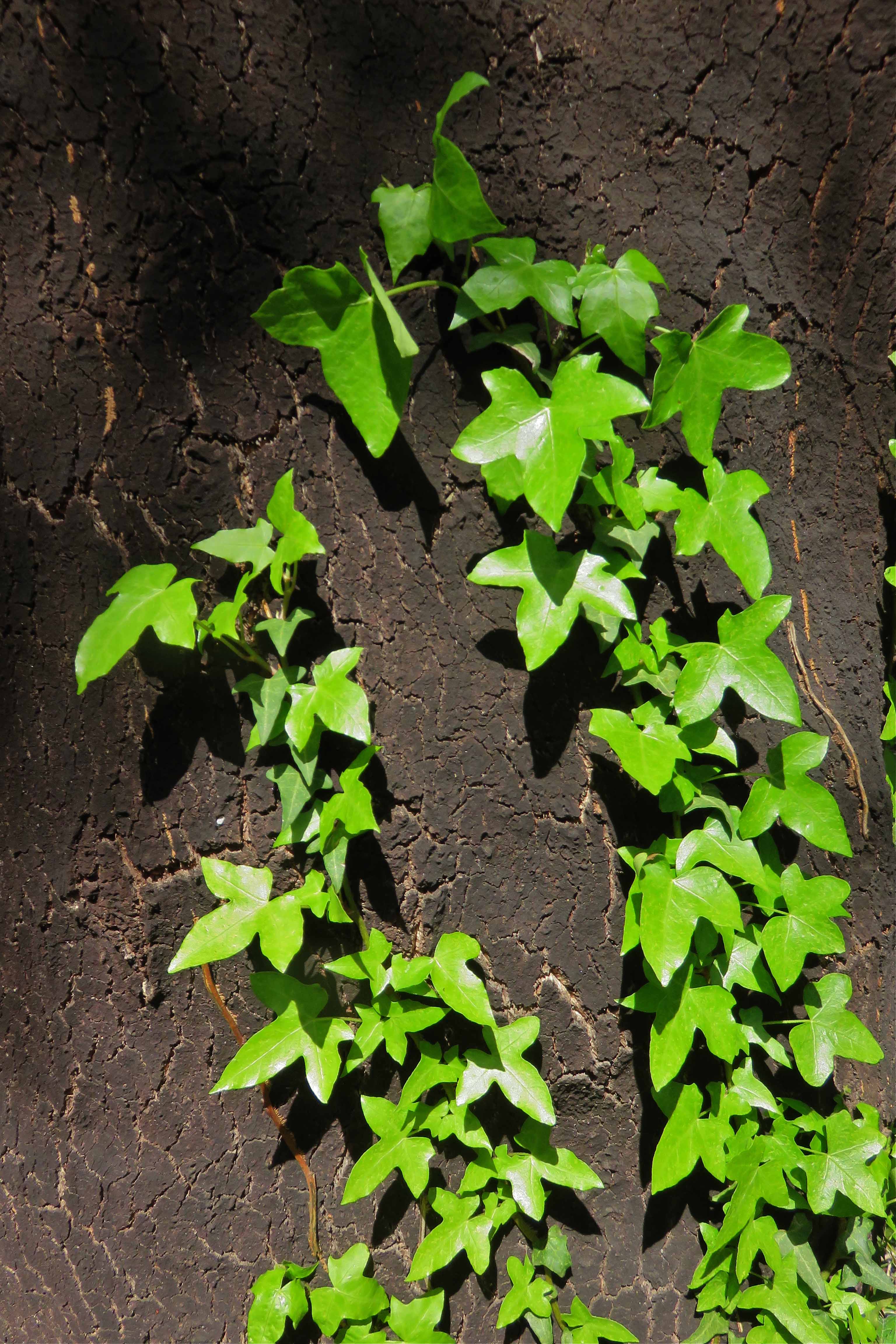 Annexe LIERRE SUR LIEGE.jpg