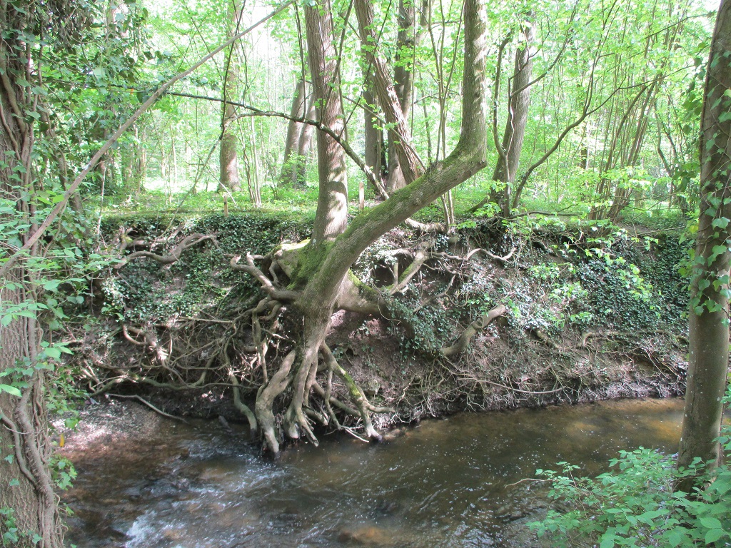 Annexe Arbre dévié.JPG
