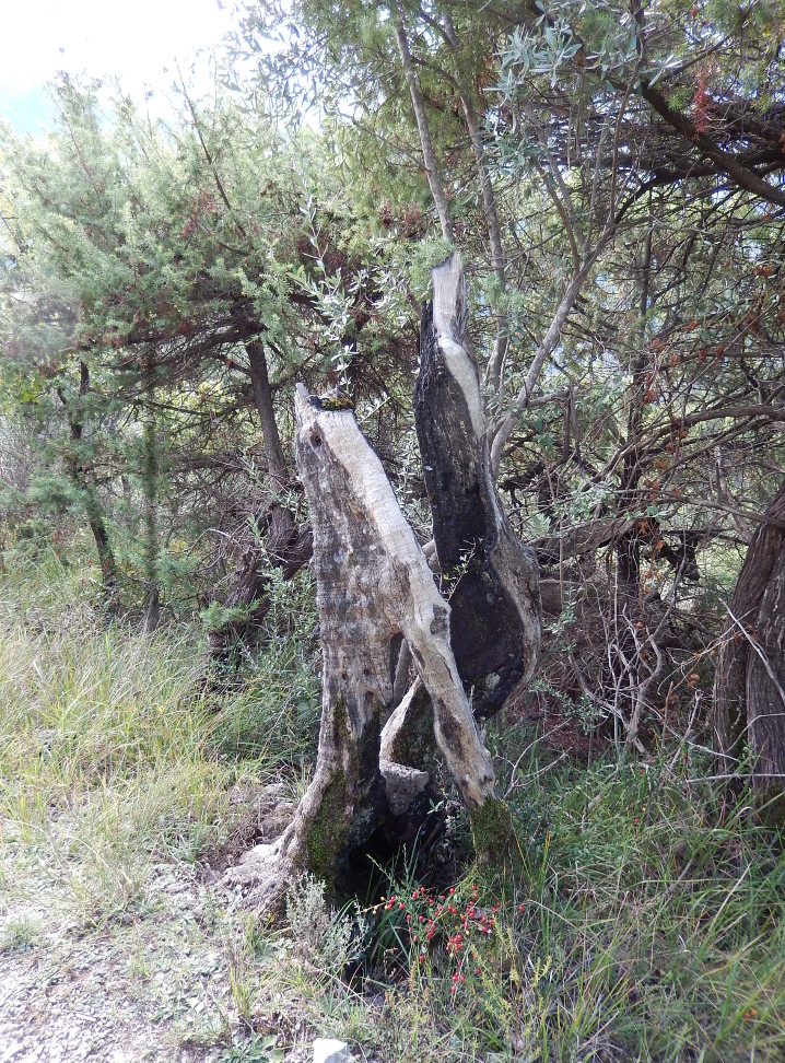 Annexe 3.2.olivier bizarre(06) oct2013.JPG