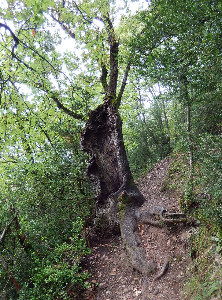 Annexe 3.2.tronc creux bizarre(04) sept2014.JPG