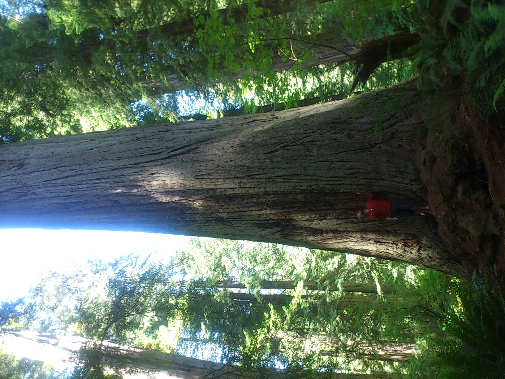 Annexe Sequoia 1.JPG