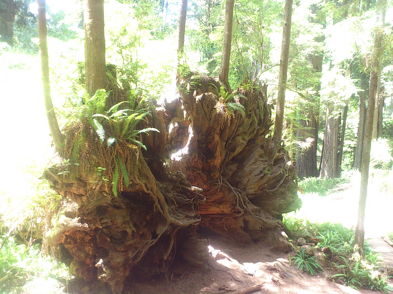 Annexe Sequoia 2.JPG