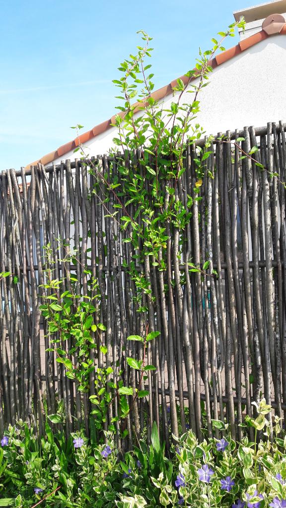 Annexe rps20180424_215008.jpg