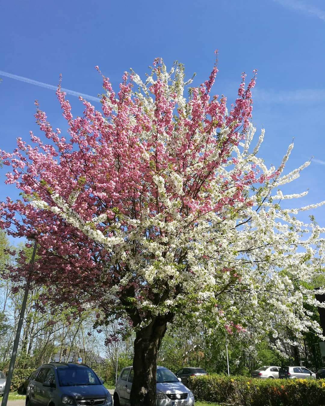 Annexe 31369190_10213760731946806_6969748210688458752_n.jpg