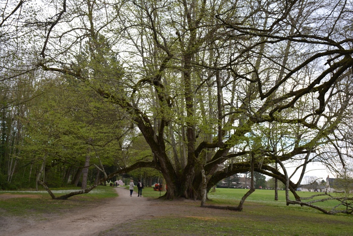 Annexe Cheverny1.jpg