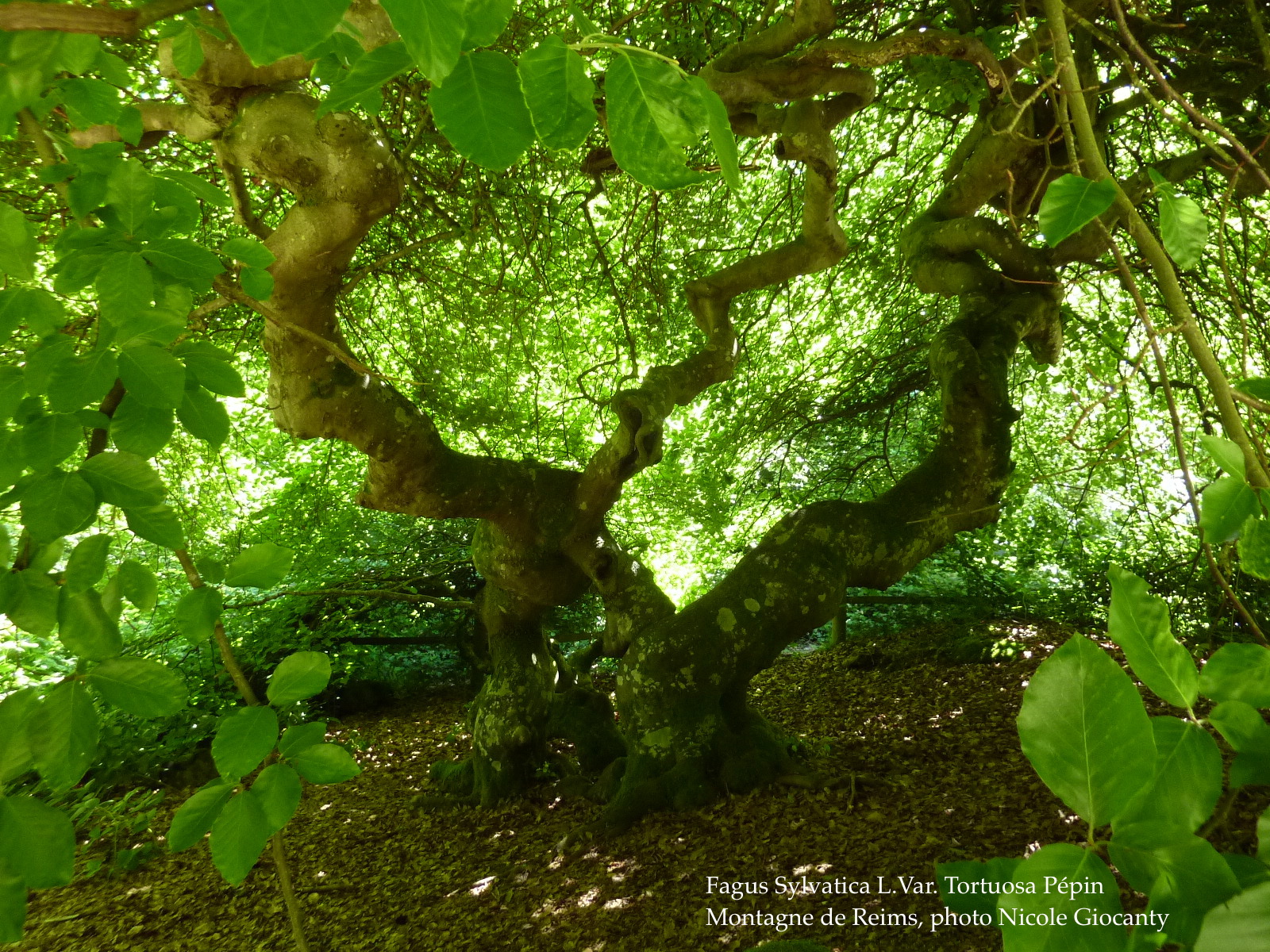 Annexe Faux de Verzy i.JPG