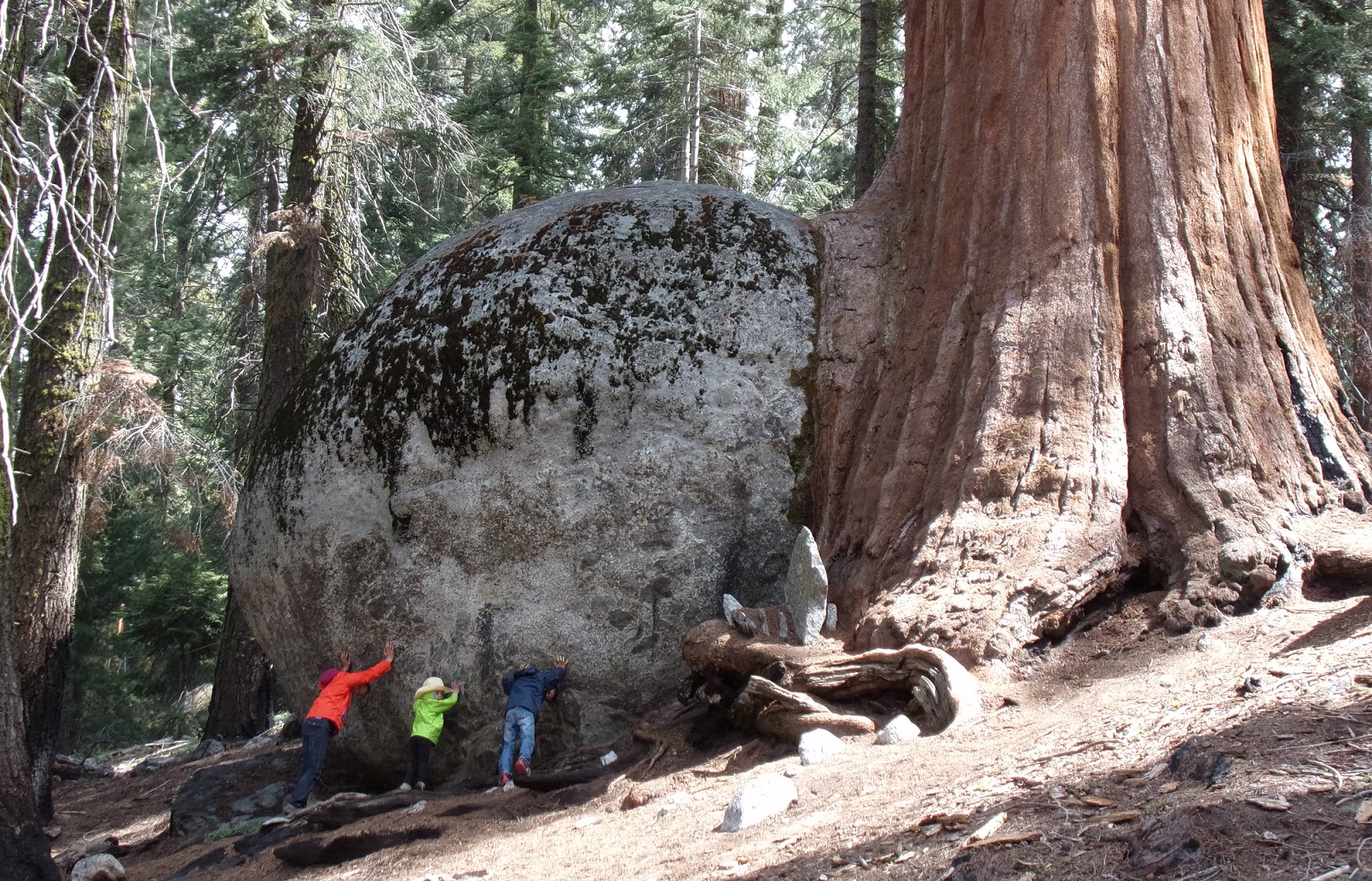 Annexe Séquoia NP 1.jpg