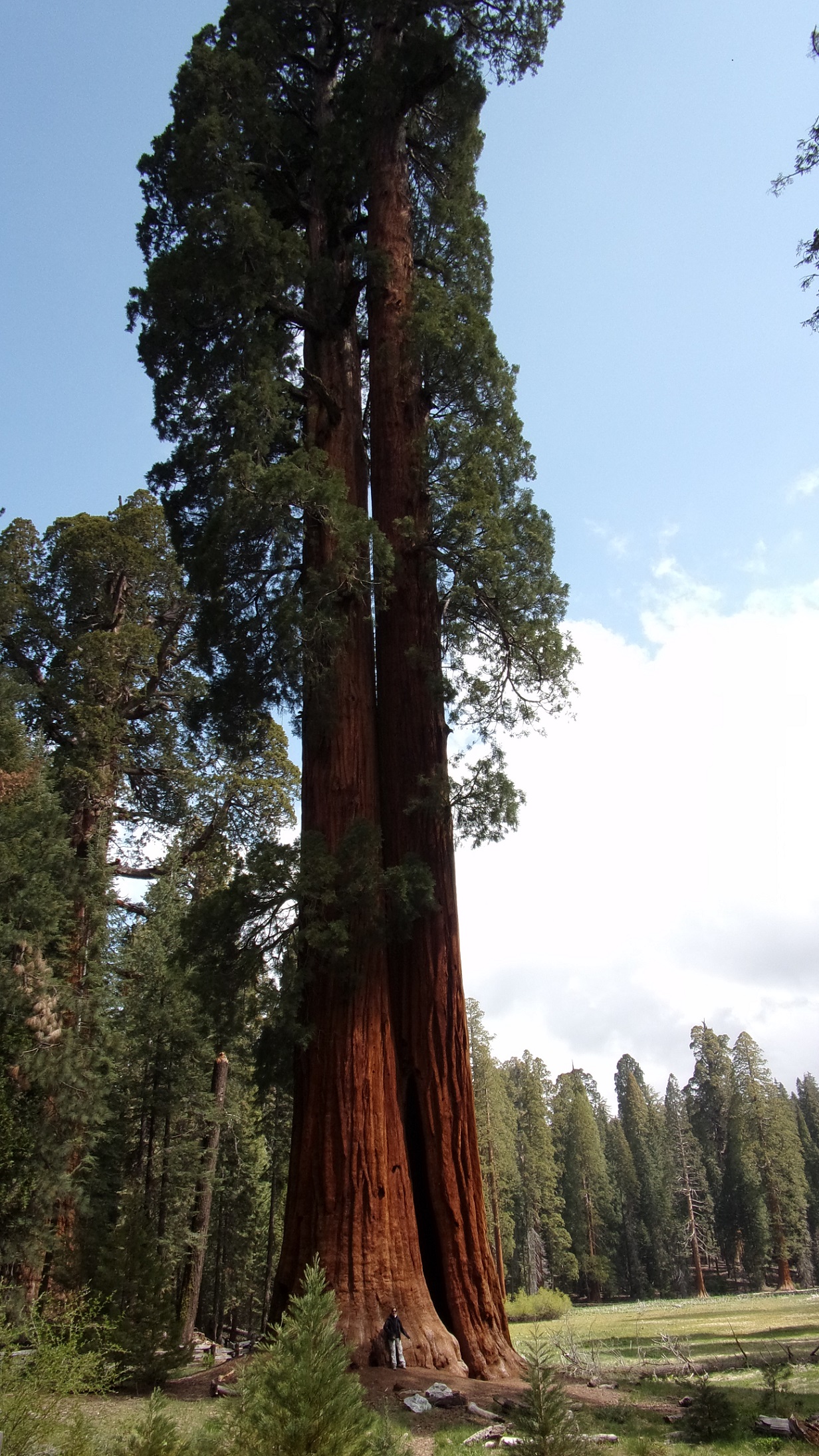 Annexe Séquoia NP 2.jpg