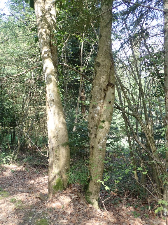 Annexe P4220602 b.JPG