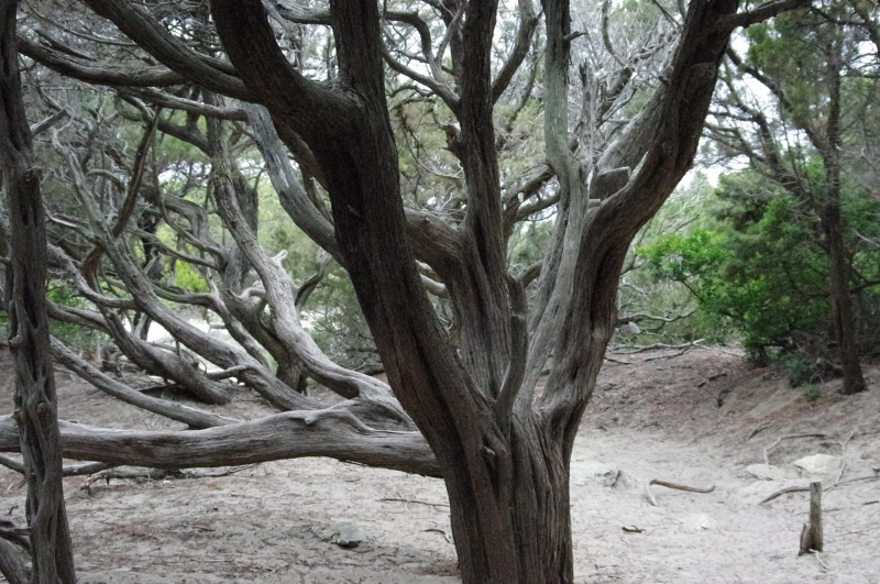 Annexe arbre-capcorse (800x531).jpg