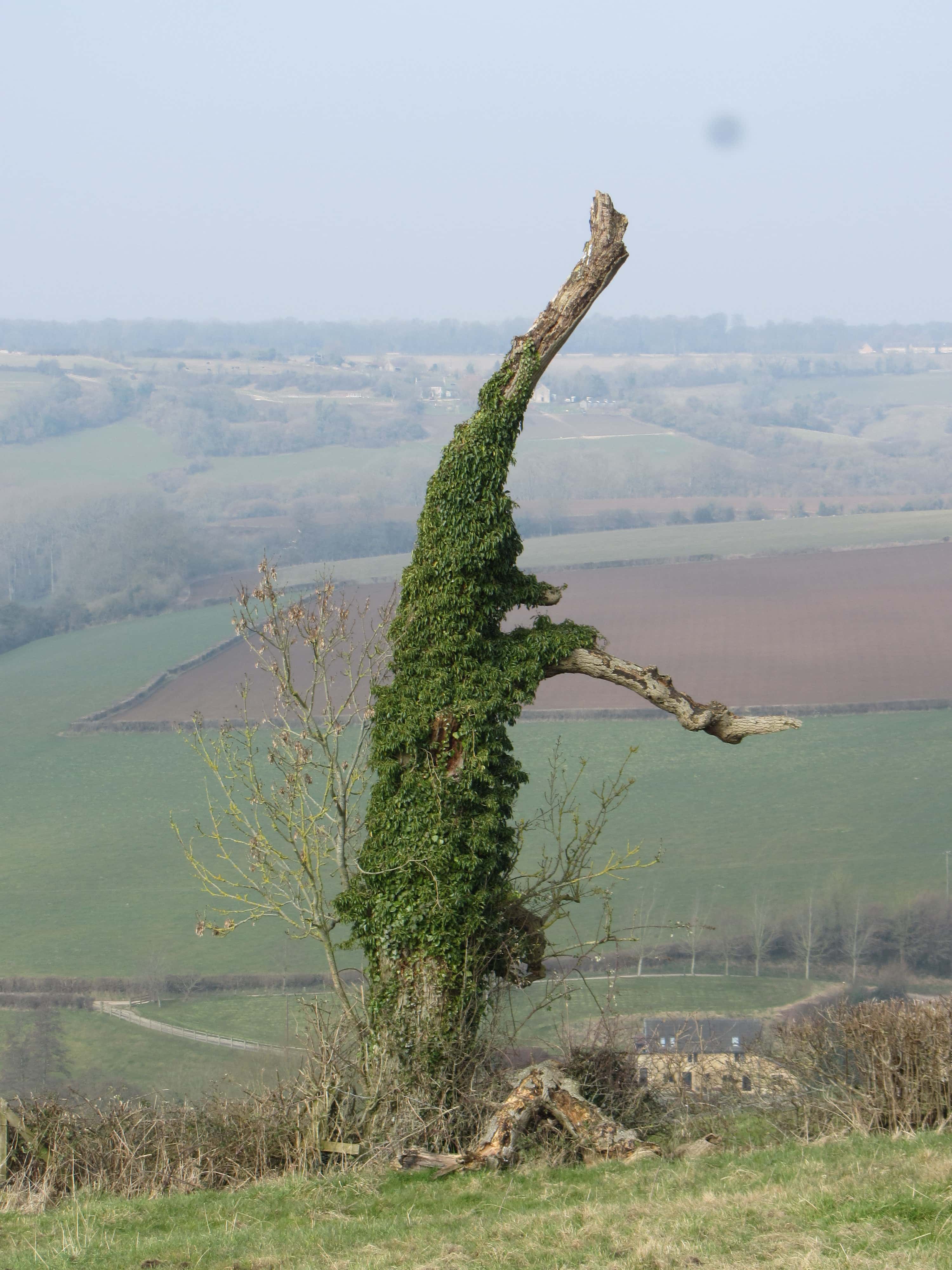 Annexe arbre_autruche.JPG