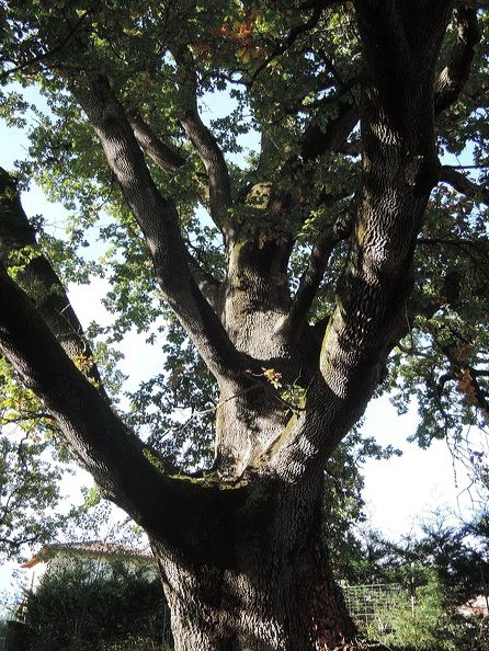 Annexe chene-monfort-1600.png