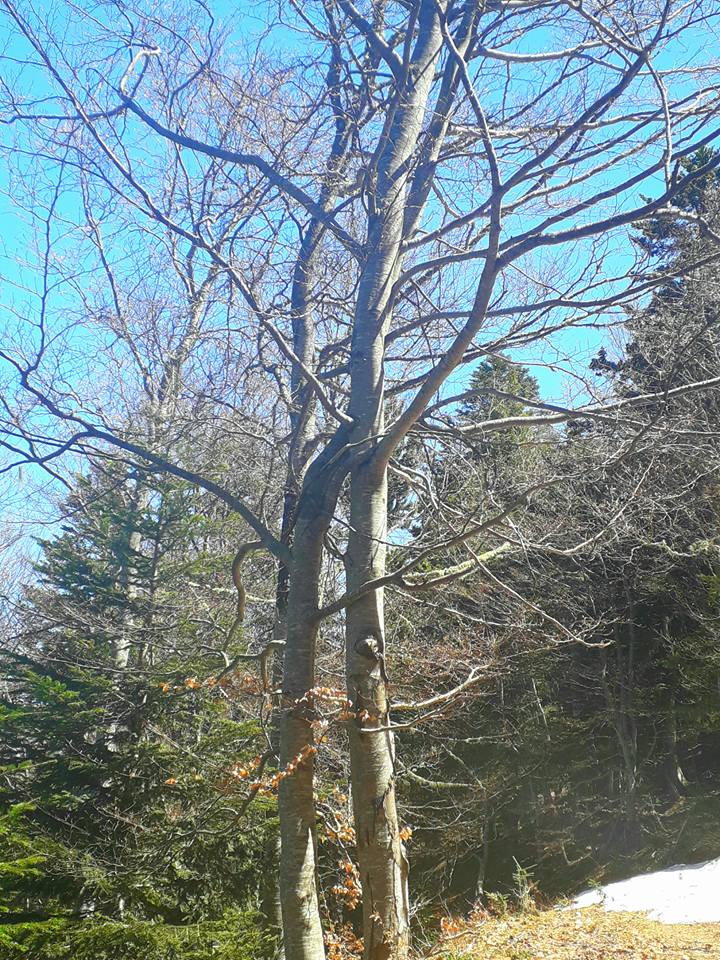 Annexe 31392434_10155194784926286_4992176526934933504_n.jpg