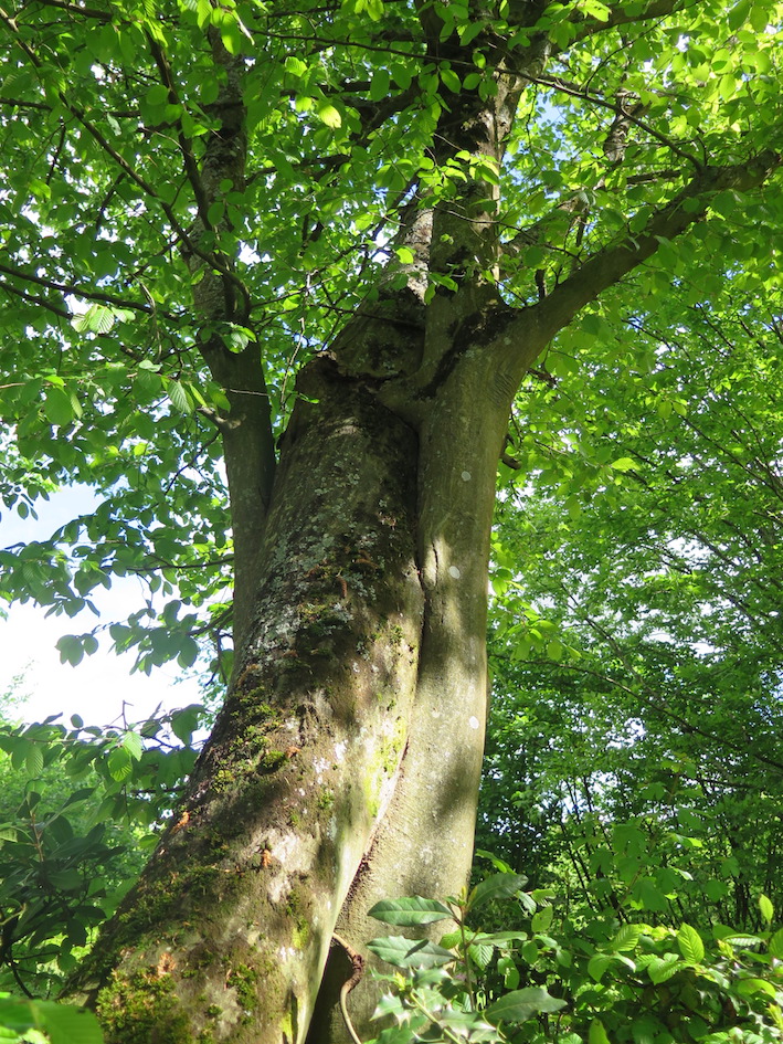 Annexe charmes enlacés 2.JPG