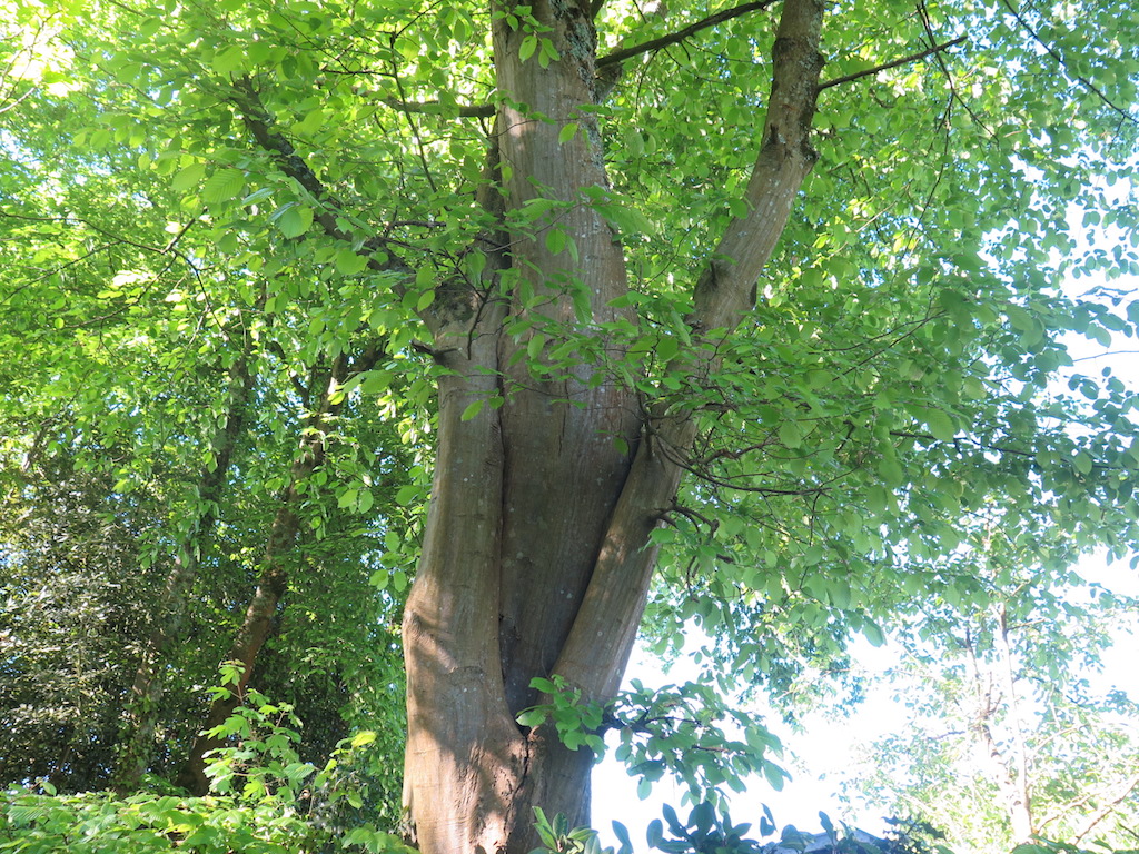 Annexe charmes enlacés.JPG