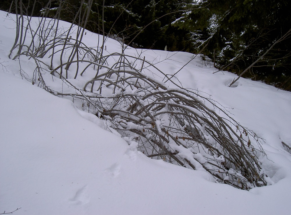 Annexe Aulne hiver.jpg