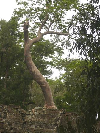 Annexe arbre à loeil.JPG