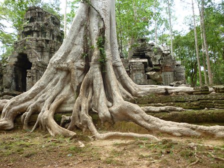 Annexe arbre camenbert.JPG
