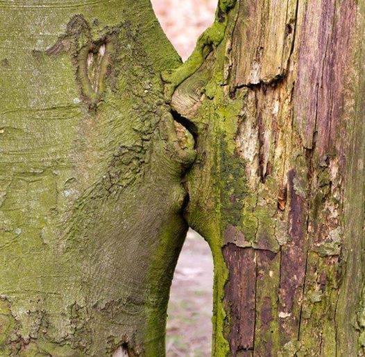 Annexe Photo insolite arbres.jpg