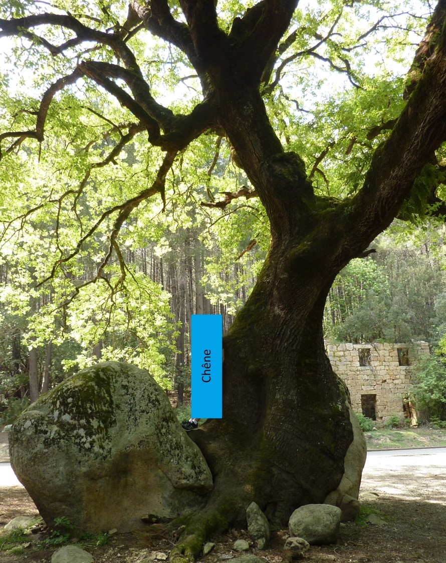 Annexe chêne_corse.JPG