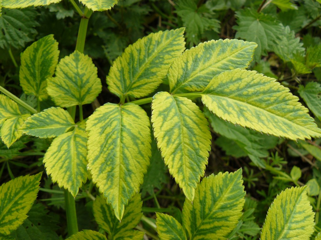 Annexe feuille angélique.JPG