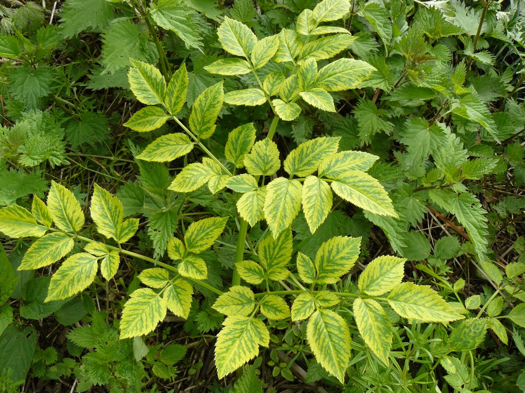 Annexe vue densemble angélique.JPG