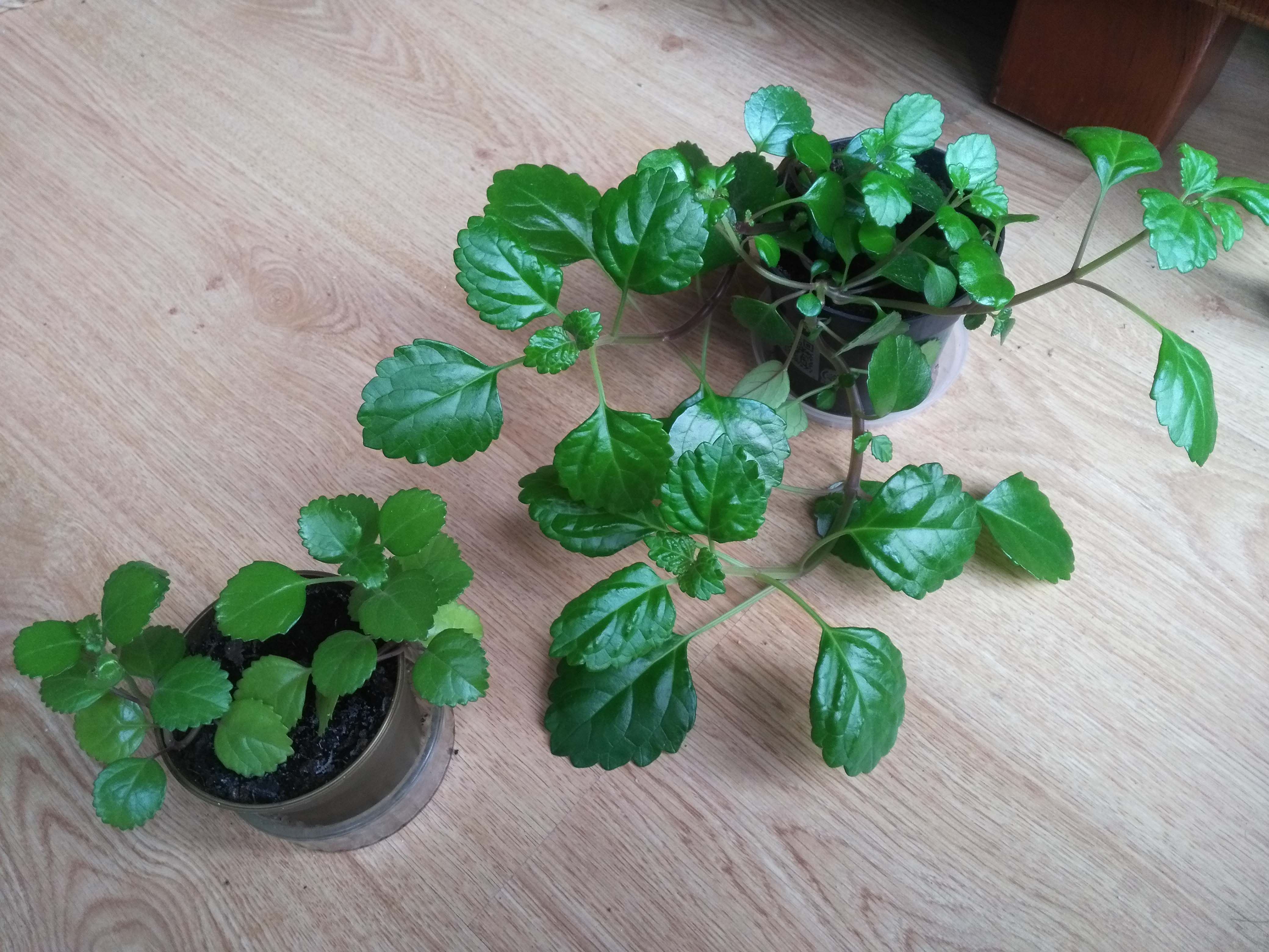 Annexe naufragés.jpg