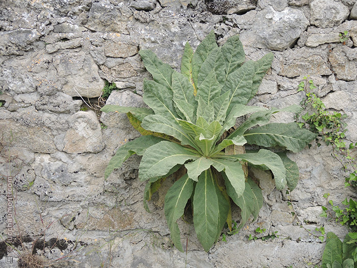 Annexe bouillon_blanc.jpg