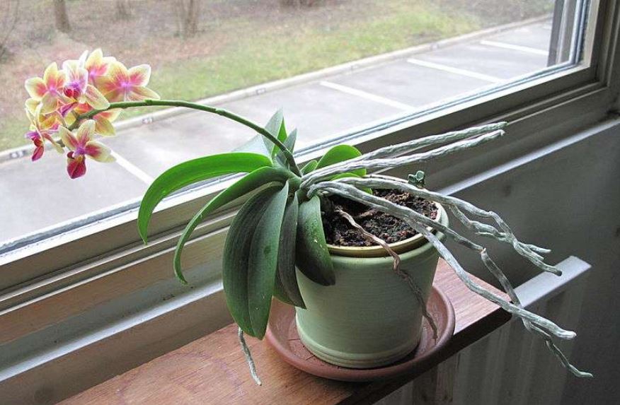 Annexe plante influence lumiere.JPG