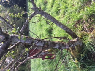 Annexe Pommier 3.JPG