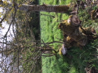 Annexe Pommier_1.JPG