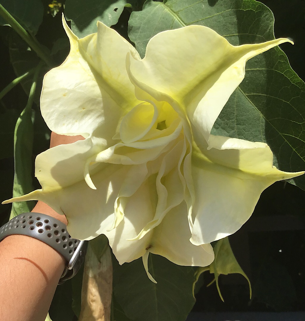 Annexe Brugmansia tiara - Fleur face.JPG