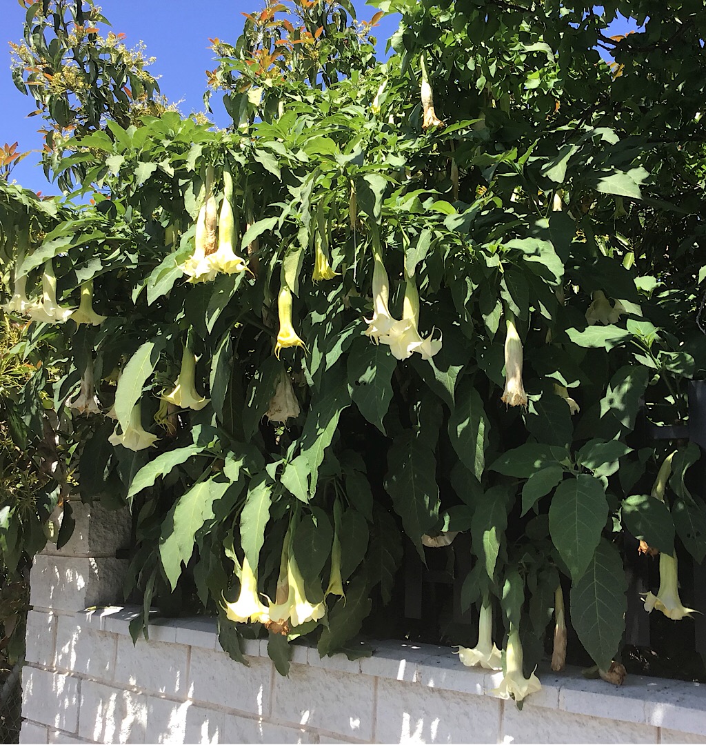 Annexe Brugmansia tiara - arbre.JPG