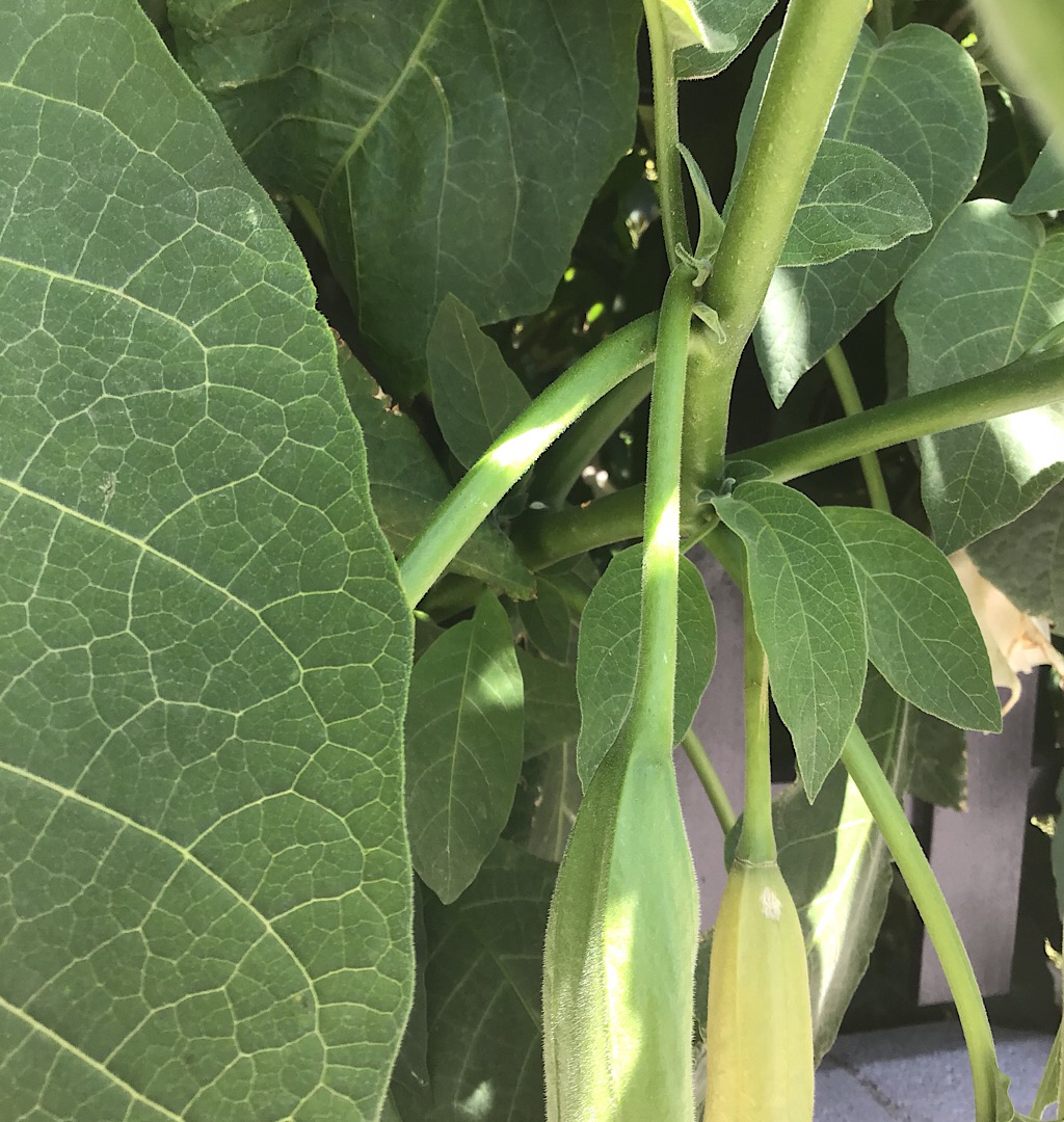 Annexe Brugmansia tiara - tige tombante.JPG