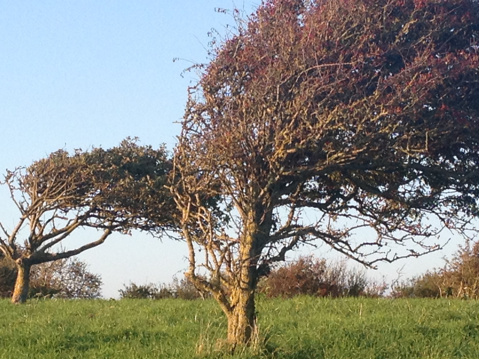 Annexe arbres aux vents.jpg