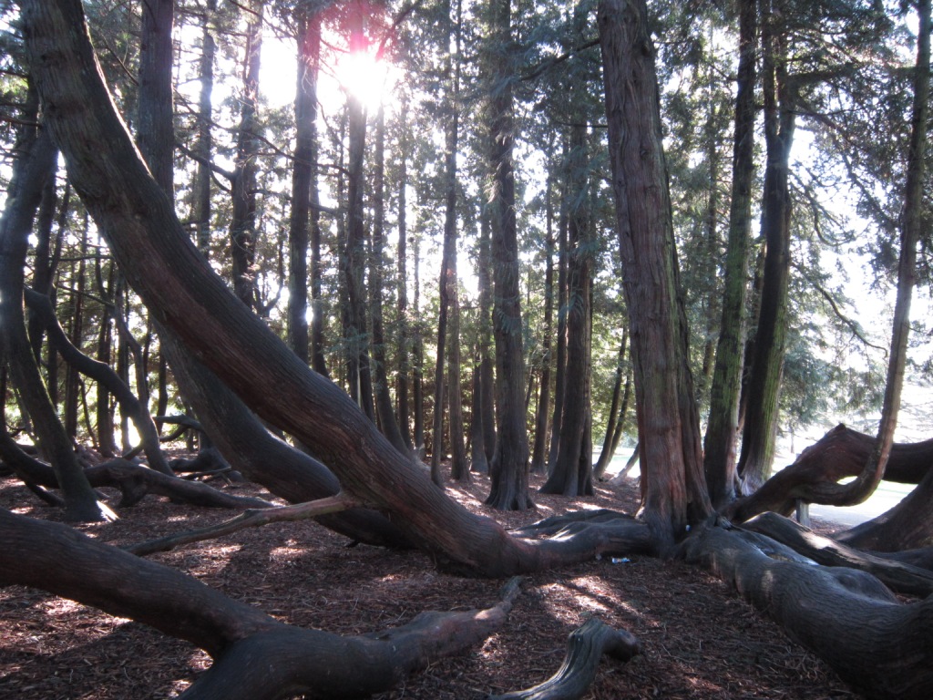 Annexe thuya géant.JPG