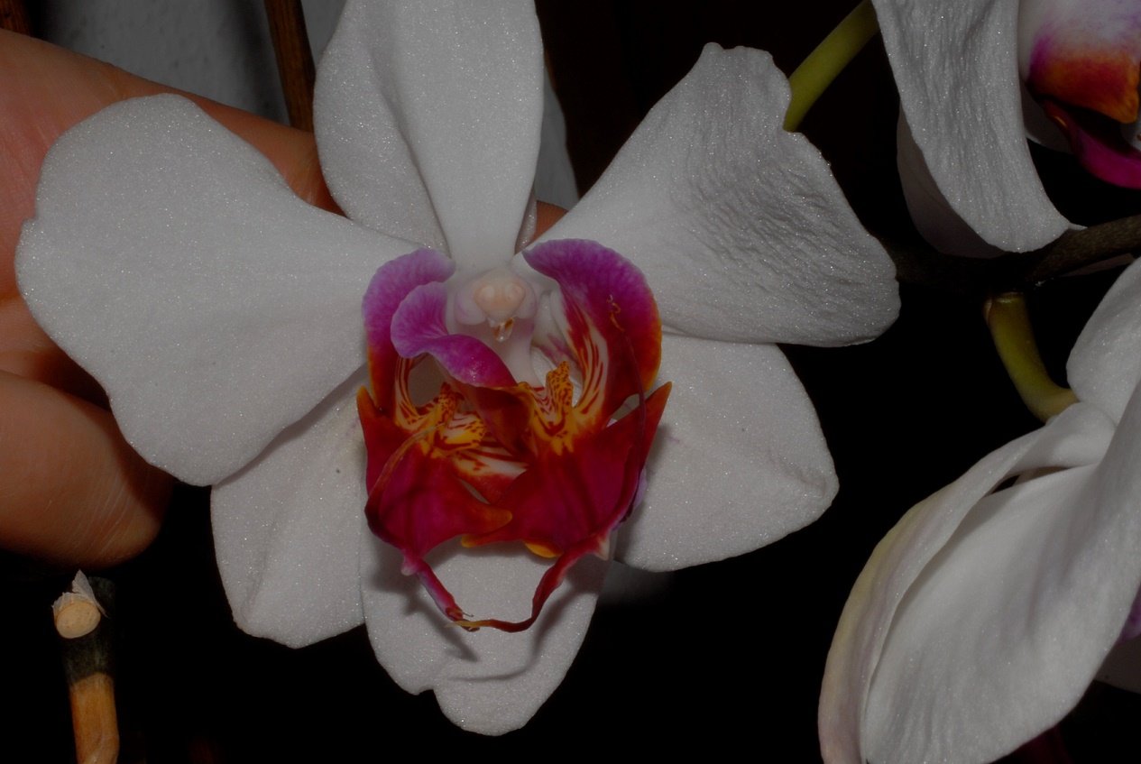 Annexe _DSC1367 (2).JPG