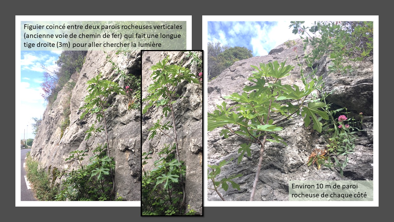 Annexe Figuier allongé.jpg