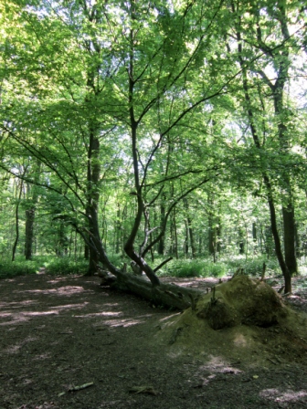Annexe Arbre couché.jpg