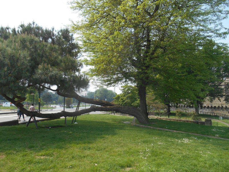 Annexe arbre penché Nantes 1.JPG