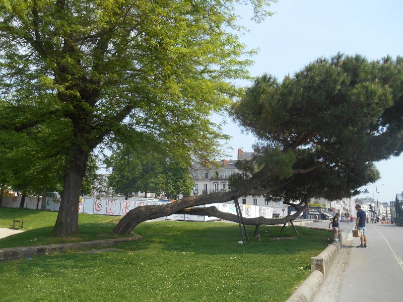 Annexe arbre penché Nantes 2.JPG