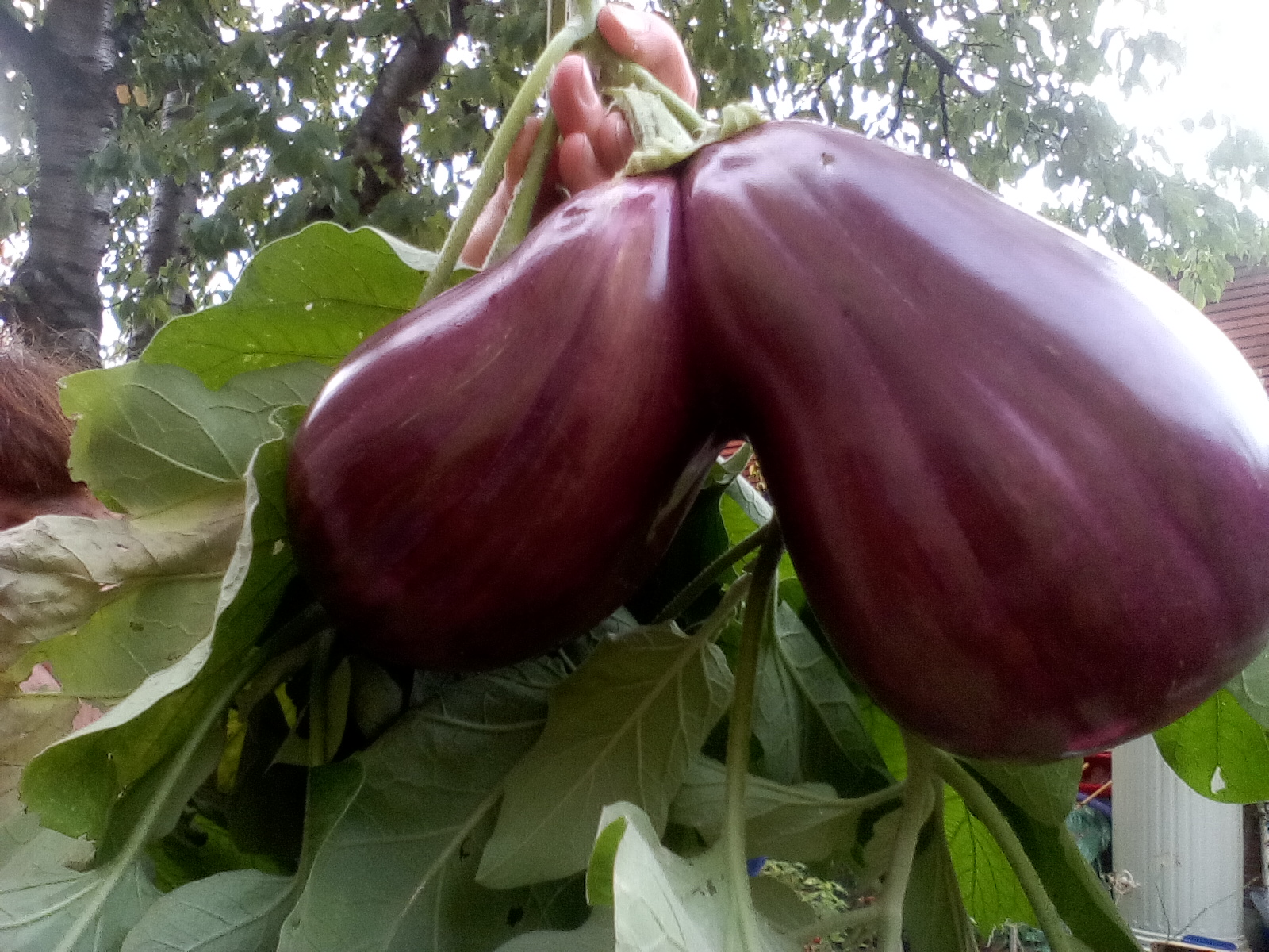 Annexe 201710 AUBERGINES.jpg