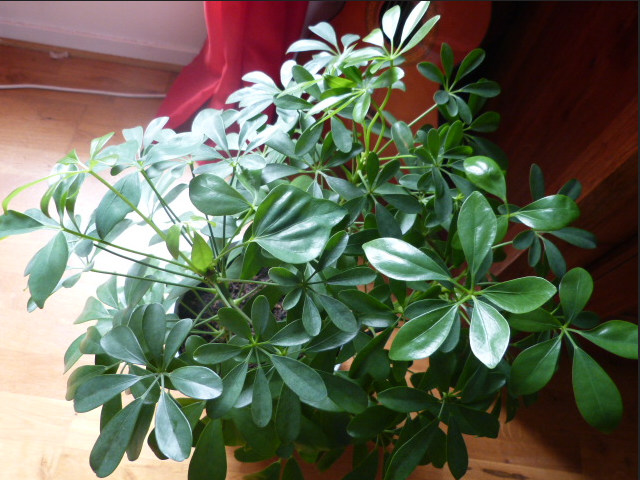 Annexe schéffléra.PNG