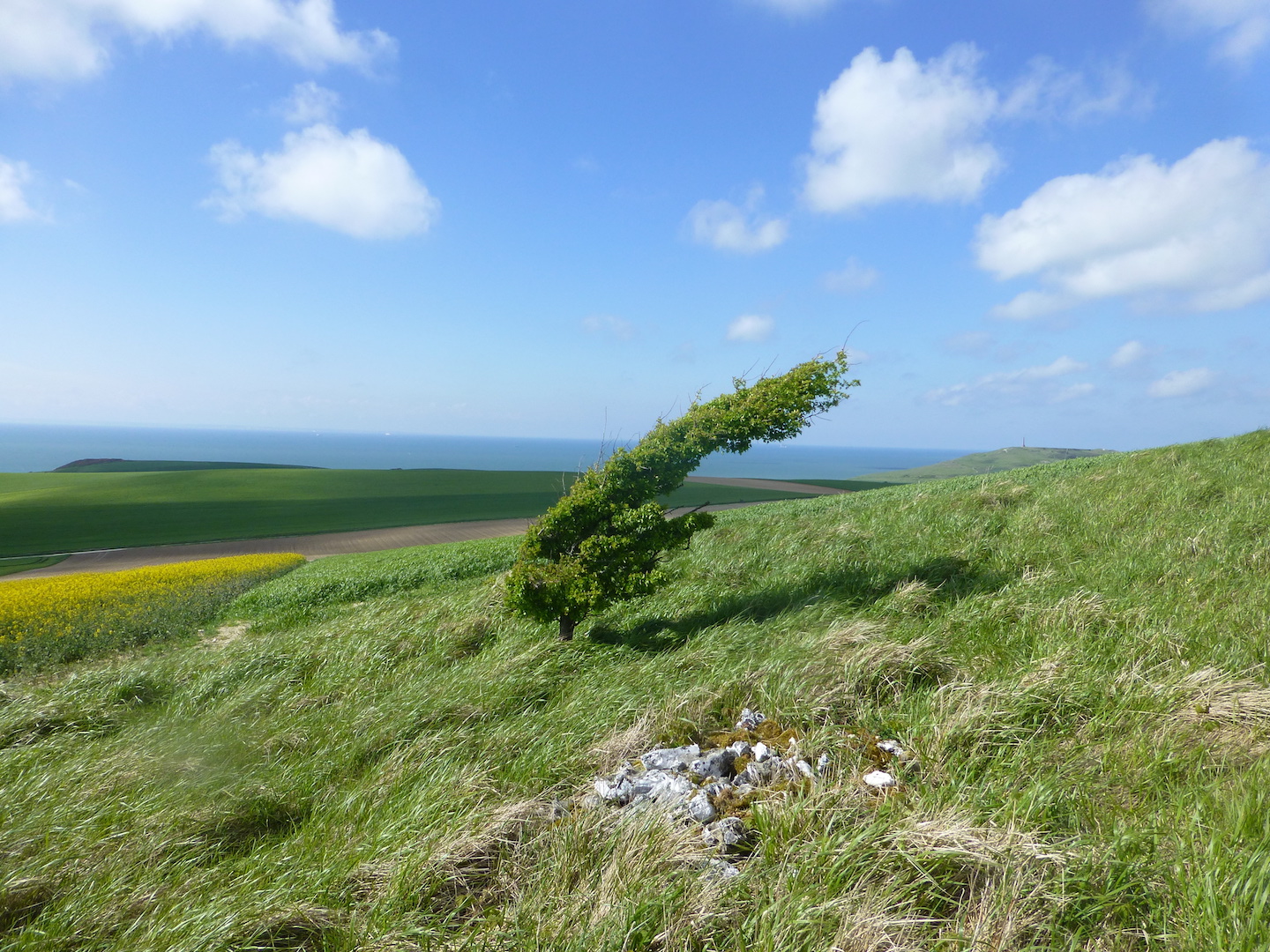 Annexe aubépine 2, 2018-05-01, Mont de Sombre, Wissant (62) copie 2.JPG